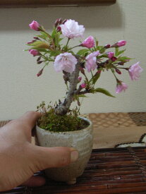 自宅でサクラのお花見ができる2024年4月に開花のミニ盆栽　桜盆栽 【盆栽】桜信楽焼き