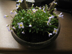 自宅でお花見盆栽： お祝い桜盆栽2025年　サクラ咲く4月入学　卒業祝い信楽鉢入り桜　盆栽　お花見を楽しむ桜盆栽となります。