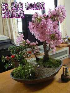 植木 盆栽 盆栽 ギフトの人気商品 通販 価格比較 価格 Com