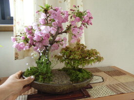 お祝い桜盆栽2023年　4月に桜は開花します。ギフト盆栽 お祝いの【盆栽】桜ともみじの寄せ植え お花見がてせきる桜盆栽となります。送料無料※鉢皿のデザインは変わる場合がございます