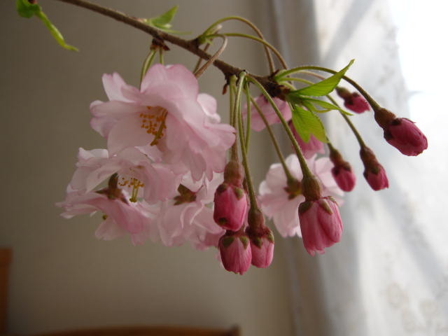 0円 超格安一点 八重紅しだれ桜鉢植え2023年4月中頃開花 しだれ桜
