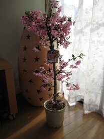 母の日プレゼントに2024年5月に開花【ハナカイドウ】【花海棠 】　花カイドウの鉢植え