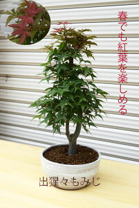 植木 盆栽 出猩々の人気商品 通販 価格比較 価格 Com