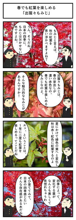 楽天市場 今年の贈り物に盆栽 もみじ 出猩々もみじ盆栽 デショウジョウモミジ 盆栽 贈り物 信楽もみじ 出猩々 園芸百貨店何でも揃うこぼんさい 楽天市場 今年の贈り物に盆栽 もみじ 出猩々もみじ盆栽 デショウジョウモミジ 盆栽 贈り物 信楽もみじ 出猩々 園芸百貨店何でも揃うこぼんさい