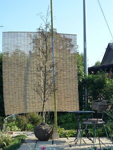 ウルフアイ ヤマボウシ 盆栽 植木の人気商品 通販 価格比較 価格 Com