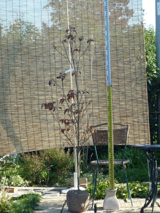 楽天市場 花水木シンボルツリー 庭木 ハナミズキピンク花開 園芸百貨店何でも揃うこぼんさい