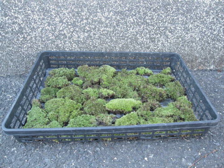 楽天市場 苔 山苔 ヤマゴケ 1トレー 山こけ販売 園芸百貨店何でも揃うこぼんさい 楽天市場 苔 山苔 ヤマゴケ 1トレー 山こけ販売 園芸百貨店何でも揃うこぼんさい