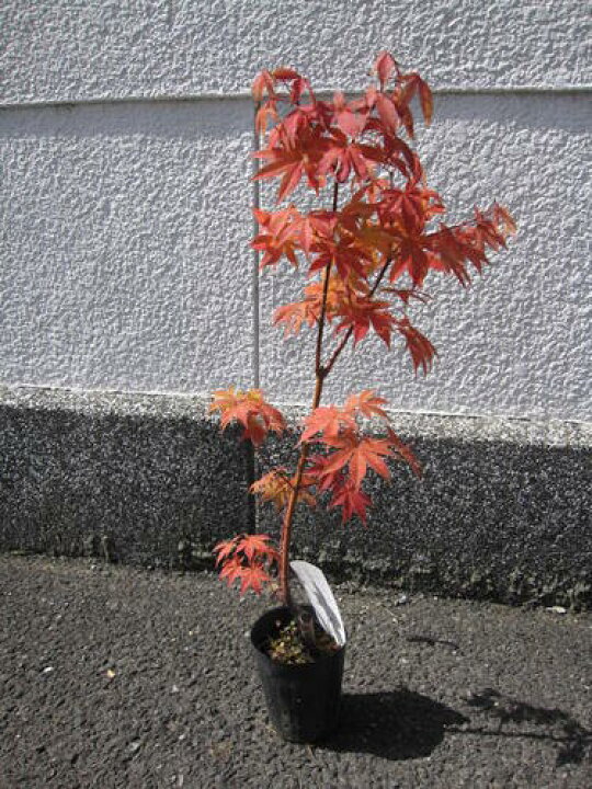 楽天市場】大盃紅葉苗 【もみじ】 【モミジ苗】【紅葉】 : 園芸百貨店 