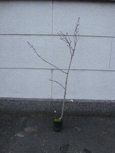 苗 桜苗木の人気商品 通販 価格比較 価格 Com 苗 桜苗木の人気商品 通販 価格比較 価格 Com