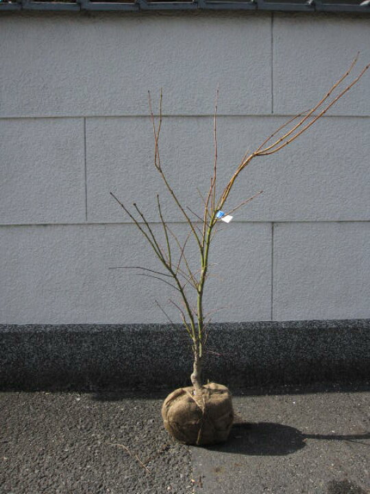 楽天市場 苗 もみじ 大苗明鳥 もみじ 庭木苗 紅葉 高さ 約1m 園芸百貨店何でも揃うこぼんさい