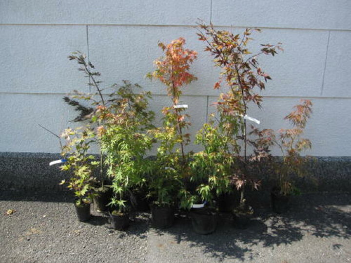 楽天市場 送料無料 もみじ苗 １０本セット もみじ 庭木 おまかせ いろんなモミジ１０種セット 園芸百貨店何でも揃うこぼんさい