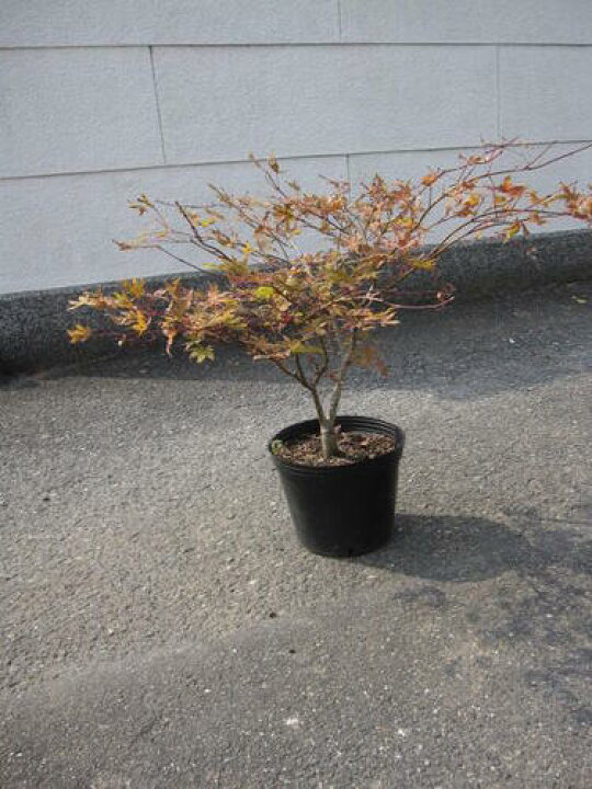 楽天市場 苗もみじ 笠置山もみじ もみじ苗 庭木 紅葉 園芸百貨店何でも揃うこぼんさい 楽天市場 苗もみじ 笠置山もみじ もみじ苗 庭木 紅葉 園芸百貨店何でも揃うこぼんさい