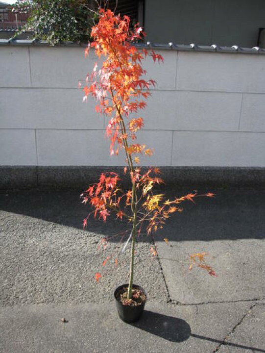 楽天市場 紅葉自宅のお縄に紅葉といえばイロハモミジ苗もみじ 山もみじ もみじ苗 庭木 紅葉 高さ 約1から150センチ前後 園芸百貨店何でも揃うこぼんさい