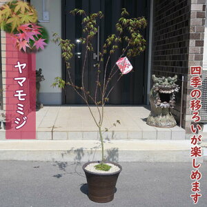 ȃ蕨Ɂ@2024NNEW }~W A Rgt