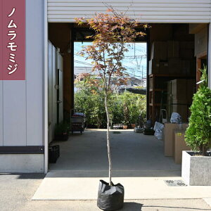 yiz2025N1029Be m~W c c  gt 쑺gtV{c[