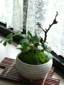 冬 ガーデニング 寄せ植え 植木 盆栽の人気商品 通販 価格比較 価格 Com 冬 ガーデニング 寄せ植え 植木 盆栽の人気商品 通販 価格比較 価格 Com