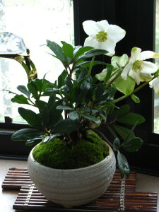 2025N2v[gɁyNX}X[YJԊzNX}X[Y@@My