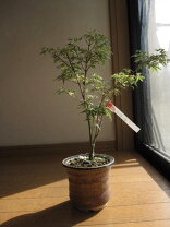 楽天市場】もみじ 胡蝶 の 舞の通販