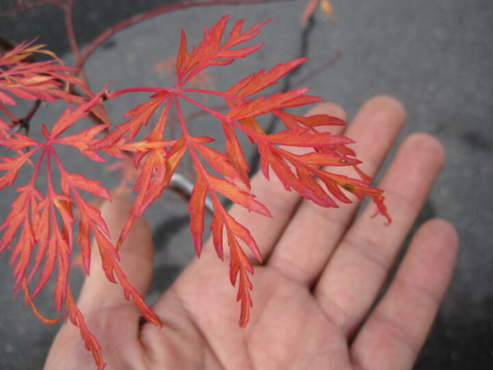 楽天市場】鉢植えとしても 地植えの庭木用のもみじ青しだれ紅葉 