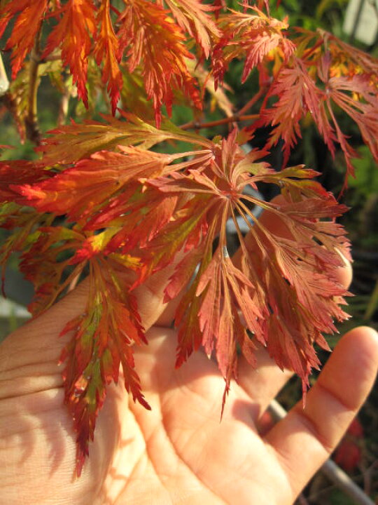 楽天市場】舞孔雀もみじ苗 【もみじ】 【紅葉】 : 園芸百貨店何でも 