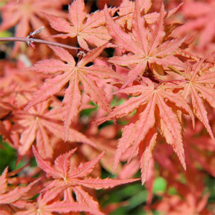 楽天市場 苗もみじ 笠置山もみじ もみじ苗 庭木 紅葉 園芸百貨店何でも揃うこぼんさい