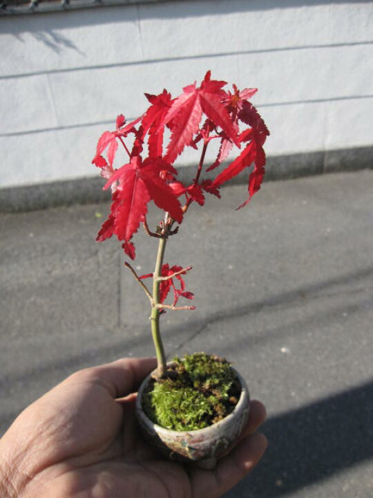 楽天市場 山もみじ ミニ盆栽 もみじ盆栽 秋には小さいけど紅葉します もみじ冬の期間は葉が落葉した状態でのお届けとなります 園芸百貨店何でも揃うこぼんさい