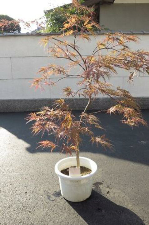 楽天市場 とても形の良いもみじです 赤しだれ紅葉 もみじ 大きいもみじ シンボルツリーにもみじ 園芸百貨店何でも揃うこぼんさい