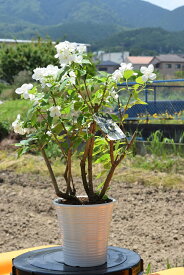 ギフト鉢花のプレゼント5月頃に開花鉢植えのお花誕生日プレゼントに梅花ウツギ 香りバイカウツギ 鉢植え 5月頃開花の鉢植え　バイカウツギ