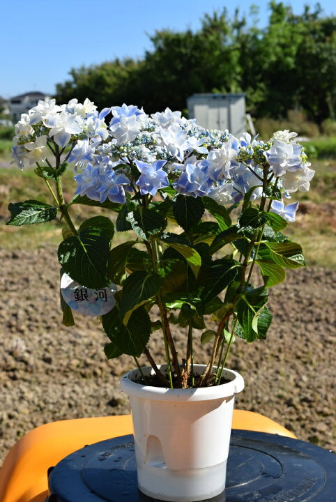 22年剪定後のお届け 紫陽花 育てる紫陽花 ブルー 剪定した状態でのお届けになります 銀河 肥料付き