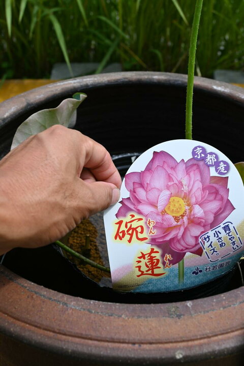 楽天市場 ちゃわんばす 茶碗蓮 鉢とセットのハス 自宅でハスのお花を楽しむ 涼み植物 蓮と大きな水鉢とセットでお届け 園芸百貨店何でも揃うこぼんさい