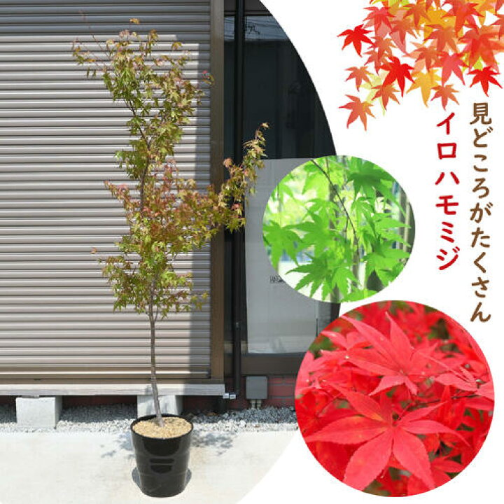 楽天市場】2026年NEW お誕生日の贈り物に おすすめもみじ鉢植え 