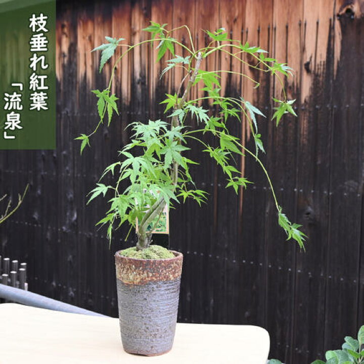 楽天市場】【現品】 枝垂れもみじ 流泉 鉢植え もみじ盆栽 紅葉 2025年 