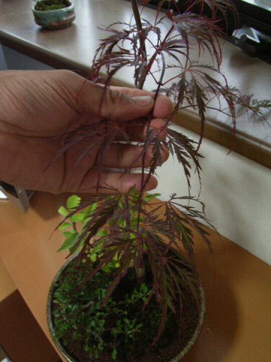 楽天市場 盆栽 もみじ と 山野草 寄せ植え 盆栽 盆栽寄せ植え 送料無料 園芸百貨店何でも揃うこぼんさい 楽天市場 盆栽 もみじ と 山野草 寄せ植え 盆栽 盆栽寄せ植え 送料無料 園芸百貨店何でも揃うこぼんさい