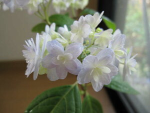 植木 盆栽 アジサイの人気商品 通販 価格比較 価格 Com