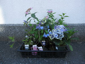 苗 紫陽花の人気商品 通販 価格比較 価格 Com