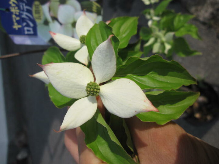 楽天市場 シンボルツリーヤマボウシ苗 22年5月から6月に開花の苗 庭木 ハナミズキ白花 ロングディズ苗 園芸百貨店何でも揃うこぼんさい