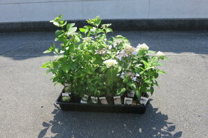 ȎRz2025NAWTCcȃAWTC@Zbg10ނ̂̃AWTĆ@Ԃy߂܂Bc ΂lCAWTC@10ZbgŁ@ʂ鎇z