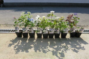 .2015NRAWTC 10_Zbgc ΂lCAWTC@10{ZbgŁ@gɍʂ鎇z