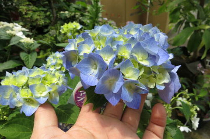 楽天市場 アジサイは切り花でも長く綺麗に楽しめます ７月以降のお届けは 開花が終了しており 剪定後の状態でのお届けになります マリンブルー アジサイ 紫陽花 大苗 アジサイ 園芸百貨店何でも揃うこぼんさい
