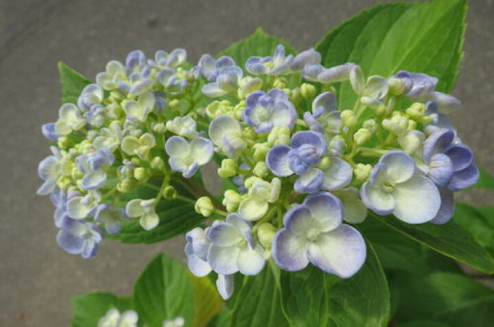 楽天市場 紫陽花ウズアジサイお多福 別名 オタフク紫陽花ともいいます あじさい 大苗 年開花7月剪定後の状態でお届けとなります 園芸百貨店何でも揃うこぼんさい