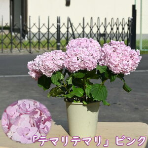 2025N6ȍ~̂͂͊JԏÎ͂ d炫AWTC e}e} sN z  @JԊAWTCizԁEjĂ܂Ă܂ sN