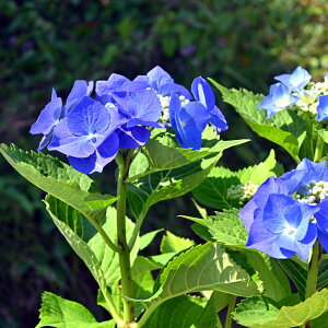 ̂͂ƂȂ܂B2026N6J u[XJC@c@ z AWTC