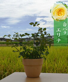 楽天市場 ドライフラワー 種類 植物 バラ 鉢花 花 観葉植物 花 ガーデン Diyの通販