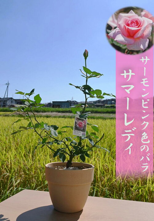 楽天市場】【新入荷】2021年10月開花 淡いサーモンピンクローズ サマー  