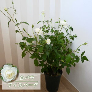 ȃ蕨Ɂ@2025No KN lG ֖[@̓Mtg