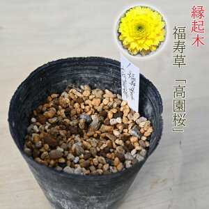 󏭂ȕi̕  |bgcȍK NtNW\E ӂ㑐 Ƃ ʖFA@d^Cv