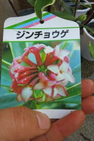 【2024年3月～4月　開花】ジンチョウゲ赤花沈丁花花の香りがいいかおりがします。　開花は毎年三月　自然の香水　沈丁花