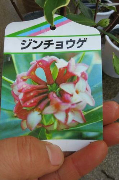 楽天市場 22年3月頃開花ジンチョウゲ赤花沈丁花花の香りがいいかおりがします 開花は毎年三月 自然の香水 沈丁花 園芸百貨店何でも揃うこぼんさい