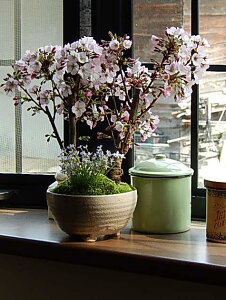 2025N̓̃v[g̍̂Ԍ5ɊJԂ~̓cC~͖~́F~͓aMy a~͂Ȃ݂ɊCOł@BONSAI {TC