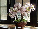 お祝い桜盆栽2020年4月中頃開花サクラ盆栽桜の盛り合わせさくら盆栽で自宅でお花見
